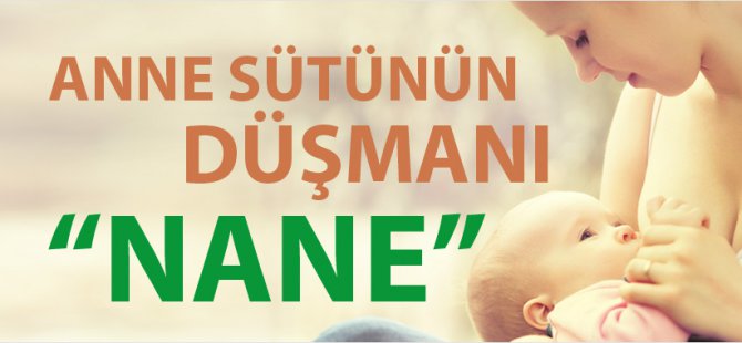 Anne Sütü İçin Naneden Uzak Durun!