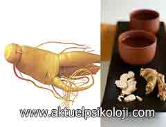 Ginseng zindelik veriyor