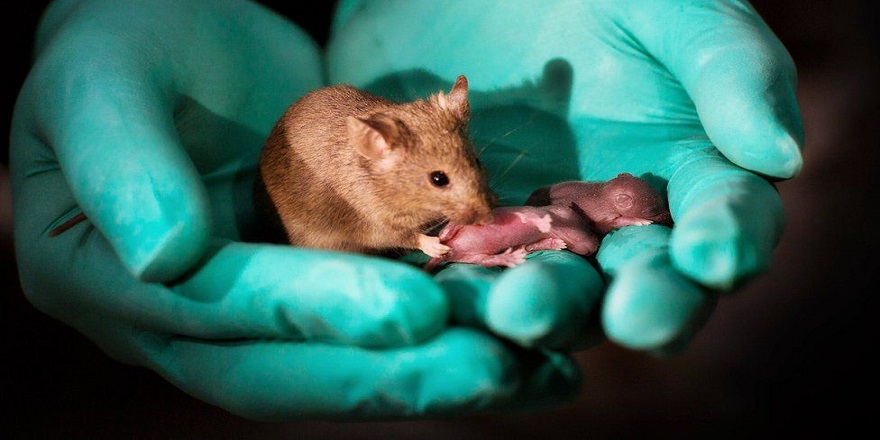 Çin'deki araştırmada iki anneli fare yavruları dünyaya getirildi