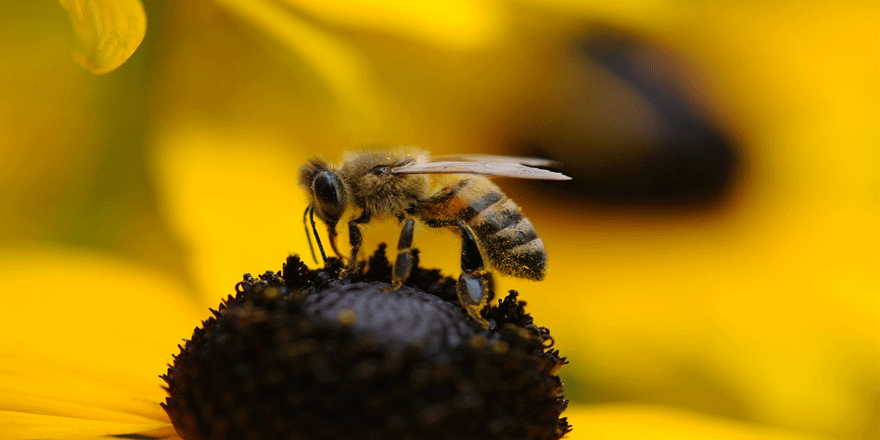 Eşek arıları bu denklemi çözebiliyor