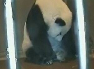 Panda'nın saniye saniye doğum anı Video