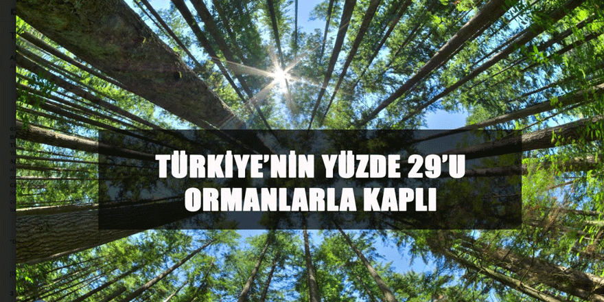 Türkiye'nin Yüzde 29'u Ormanlarla Kaplı