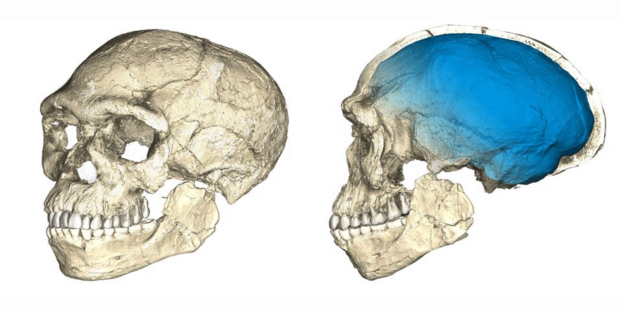 Batı Afrika’da ‘hayalet’ insan türüne ait bulgular ortaya çıktı