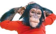 Şempanze Nim’in hayatı film