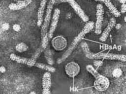 Hepatit B Testi Yaptırdınız mı?