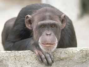 Şempanzenler İnsandan Daha Zeki Çıktı