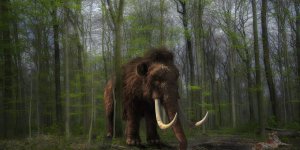 Küresel ısınmayla savaşmak için geri dönüyorlar (4 bin yıl önce soyları tükenen tüylü mamutları klonlama projesi)
