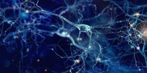 Bilim İnsanları, Farelerin Beyinlerinde Anksiyetenin Fiziksel Kaynağını Belirledi