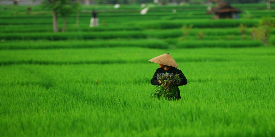 glenn-lady-in-the-rice-field-1080x675.jpg