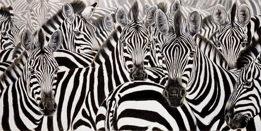 zebra-resimleri-6.jpg